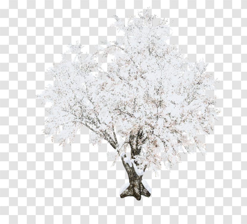 Tree Branch Woody Plant Twig - Drawing Frost Transparent PNG