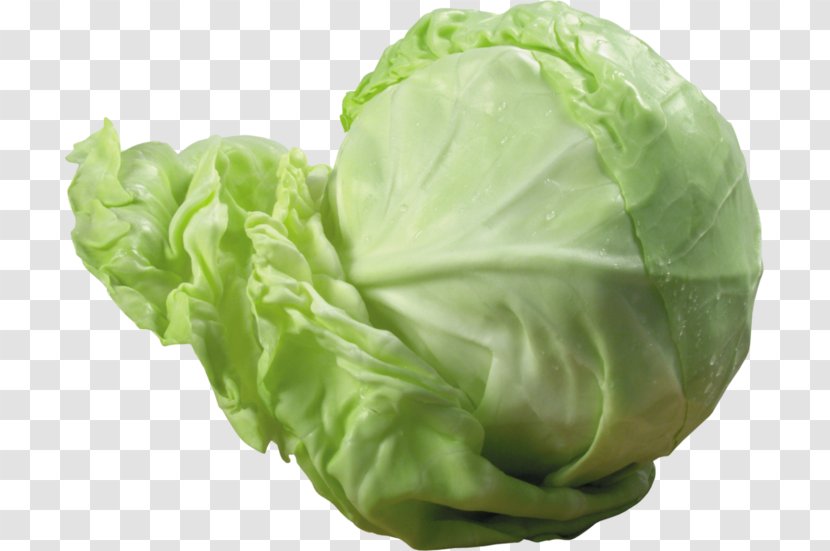 Savoy Cabbage Vegetable Red - Sticker Transparent PNG