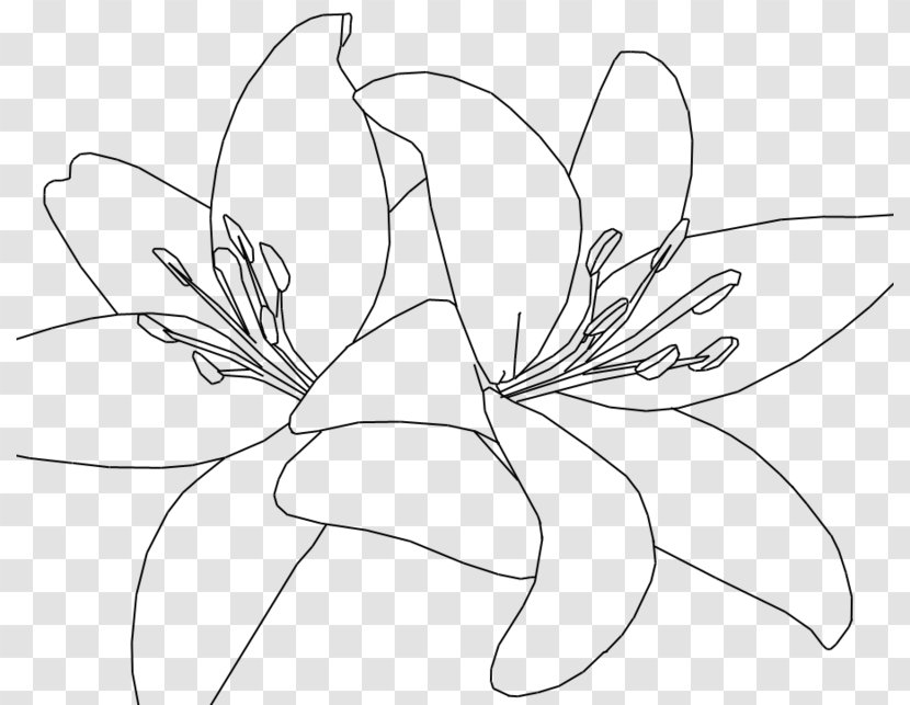 Floral Design Tiger Lily Drawing Line Art Sketch - Cartoon - Painting Transparent PNG
