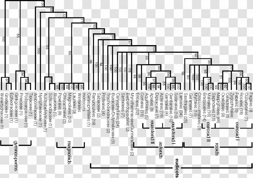 APG System Engler Phylogenetics IV III - Silhouette - Garden Trees Transparent PNG