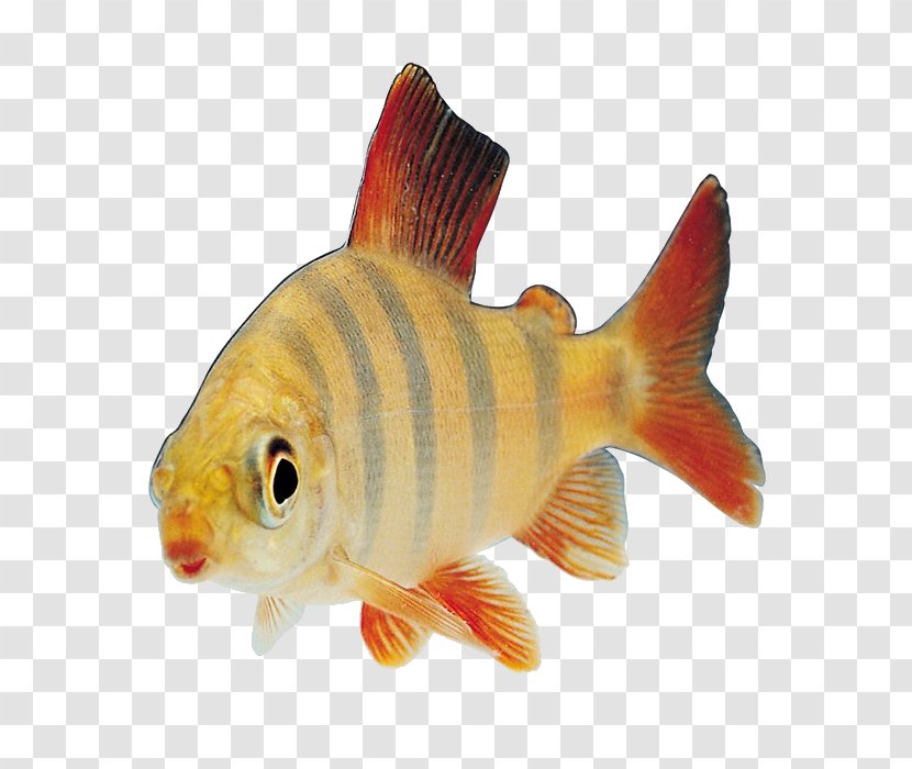 Fish Clip Art - Stock Transparent PNG