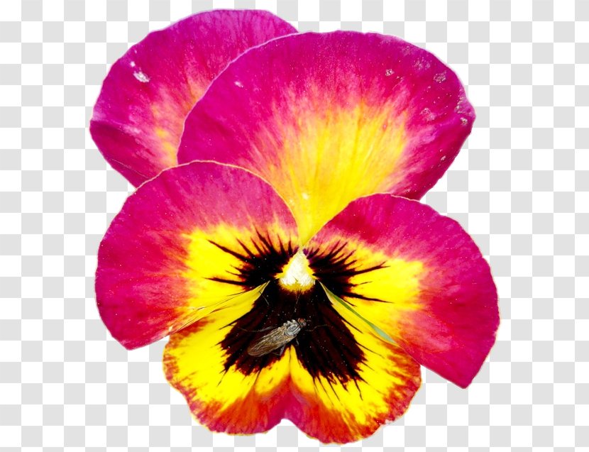 Pansy Annual Plant Close-up - Yellow - Closeup Transparent PNG