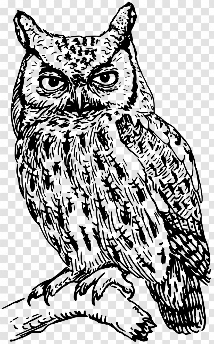 Owl Drawing Clip Art - Owls Transparent PNG