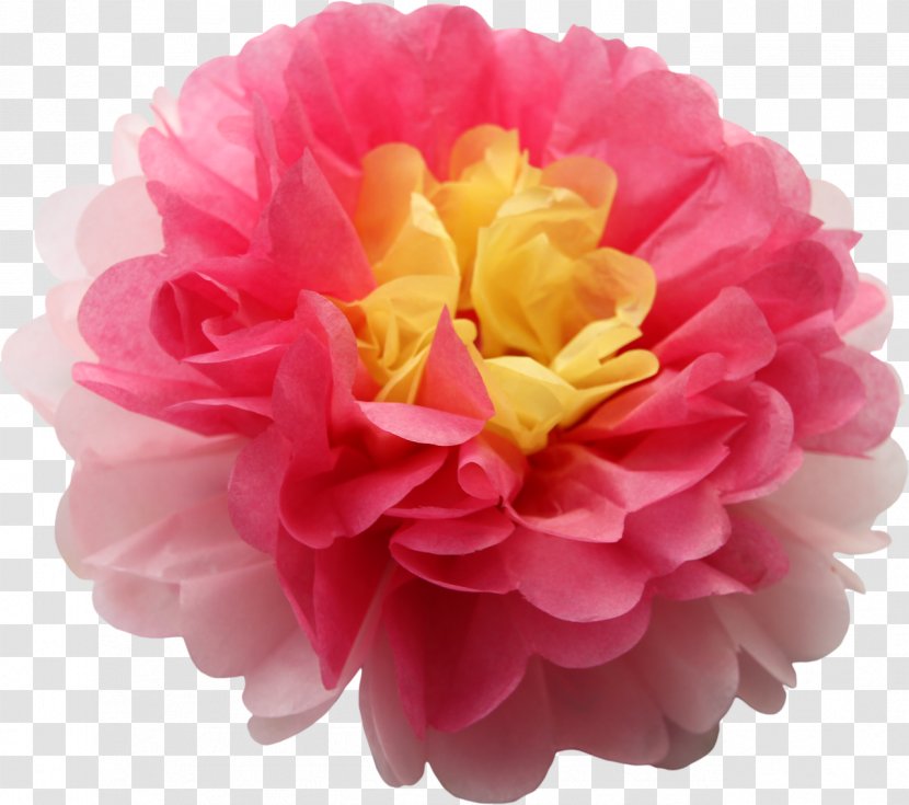 Cabbage Rose Pom-pom Pink Yellow Flower - Pom - Paper Tissue Transparent PNG