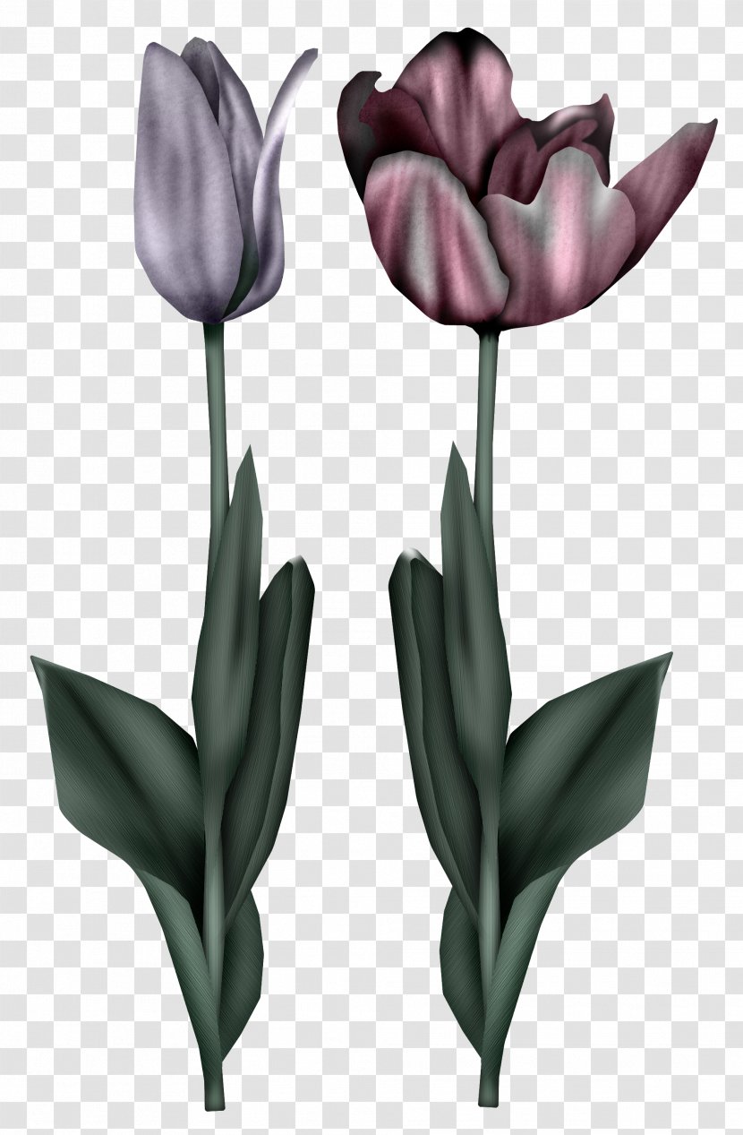 Tulip Flower Image Drawing Illustration - Askartelu Transparent PNG