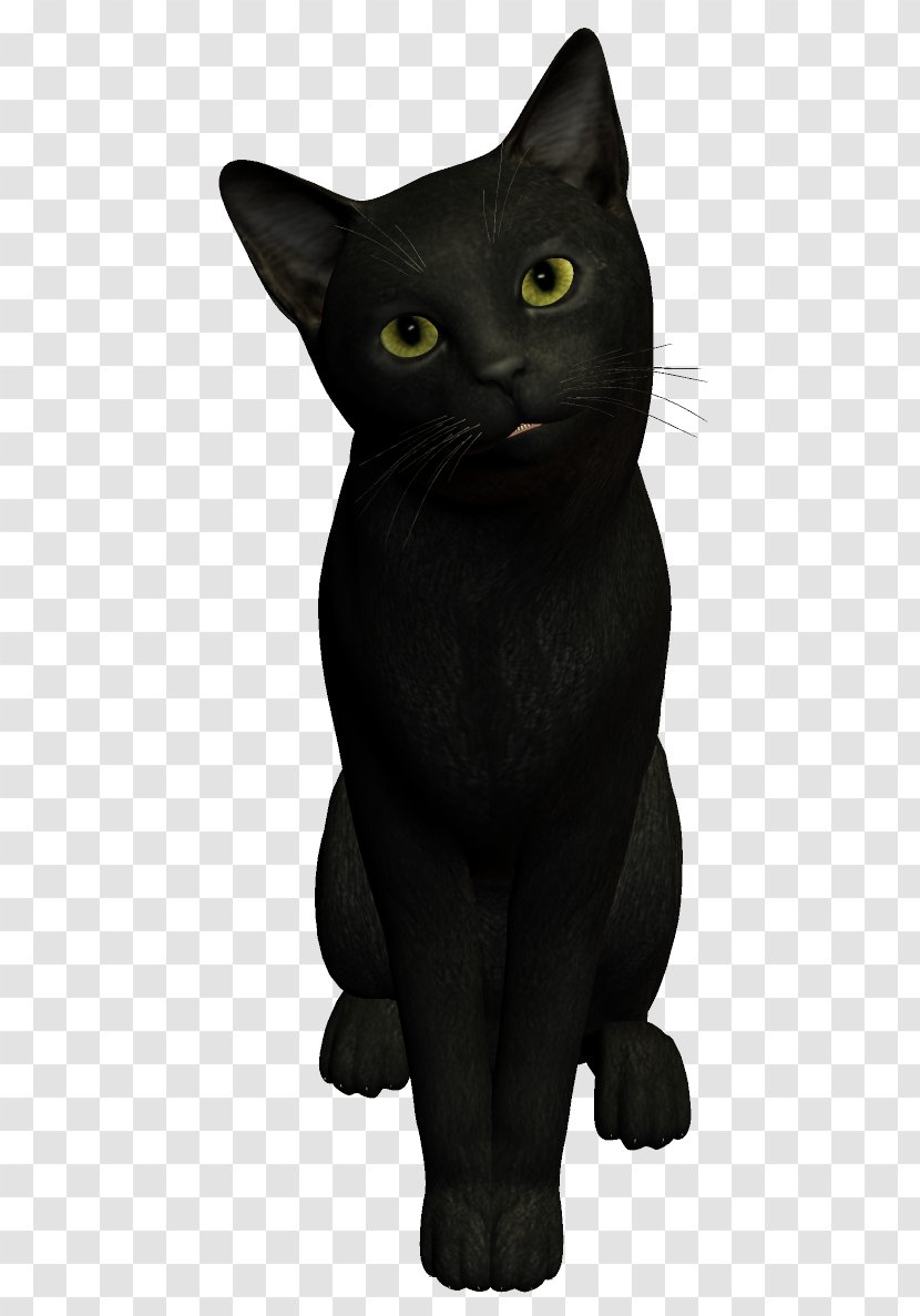 American Shorthair Dog Black Cat - Small To Medium Sized Cats - Witch Transparent PNG