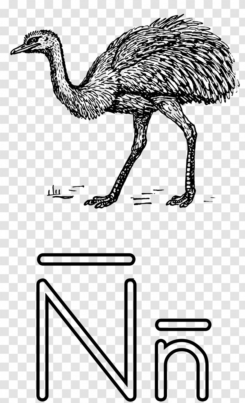 Coloring Book Letter Drawing Alphabet Ñ - Tree - Big Ear Tutu Transparent PNG