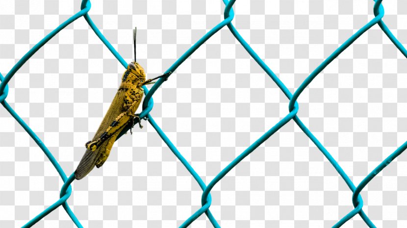 Perimeter Fence Wire Insect - Triangle Transparent PNG