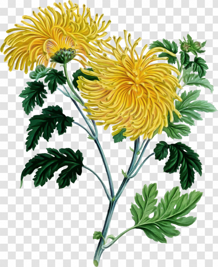 Flower Plant Yellow Tagetes English Marigold Transparent PNG
