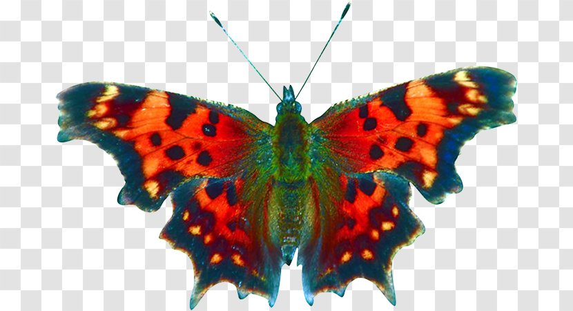 Butterfly Book Moth Insect Printing - Arthropod Transparent PNG
