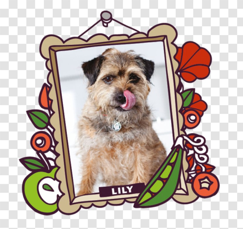 Schnoodle Lily's Kitchen Norfolk Terrier Cairn - Carnivoran Transparent PNG