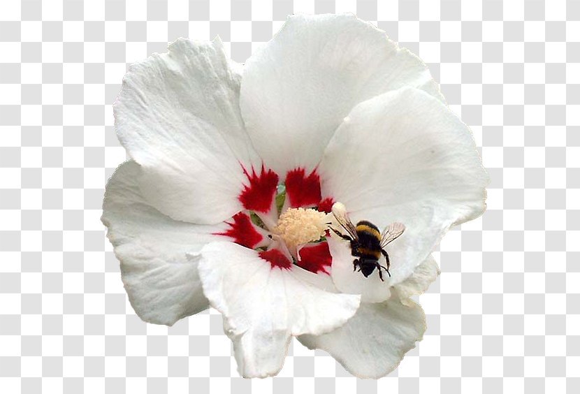 Confederate Rose Flower Rosemallows Tectocoris Diophthalmus Petal - Insect Transparent PNG