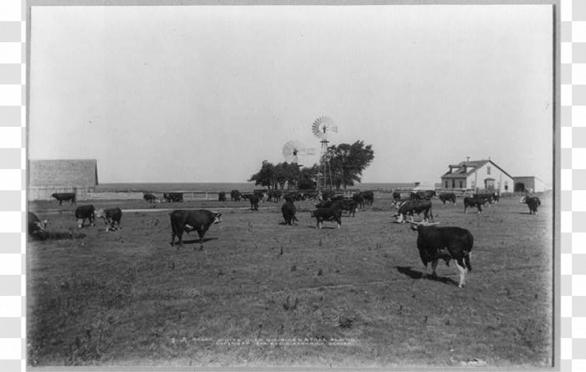 JA Ranch Hereford Cattle Texas Panhandle Farm - Tree - Barn Transparent PNG