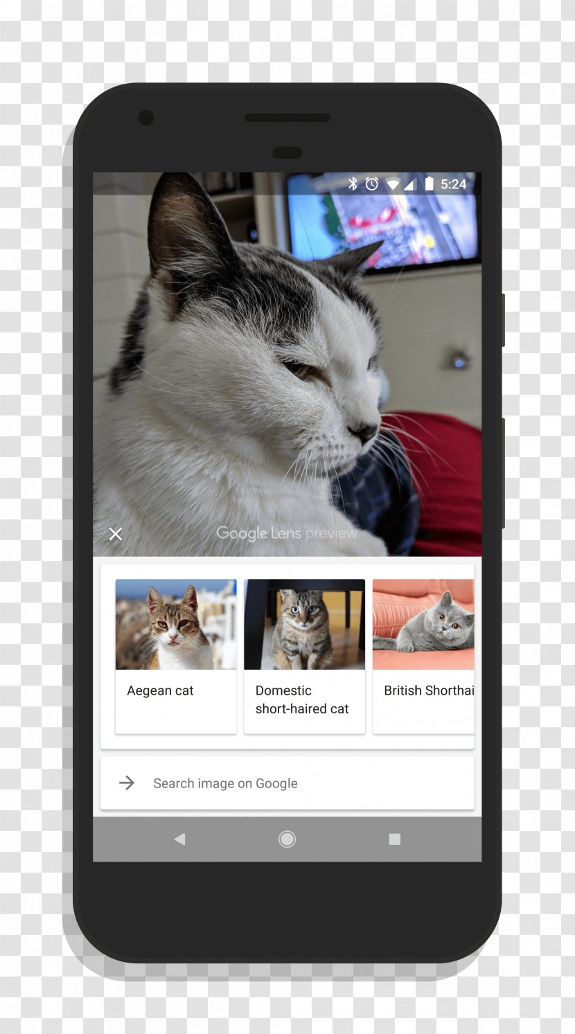 Smartphone Google Lens Camera Pixel - Business - Domestic Short-haired Cat Transparent PNG