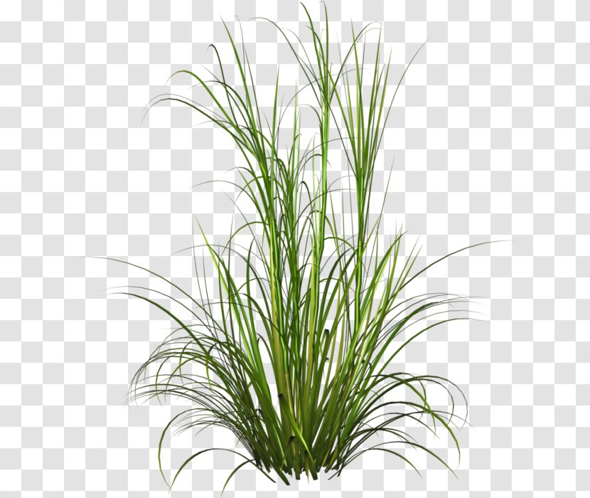 Fountain Grass Ornamental Lawn Soft Rush - Plant Stem Transparent PNG