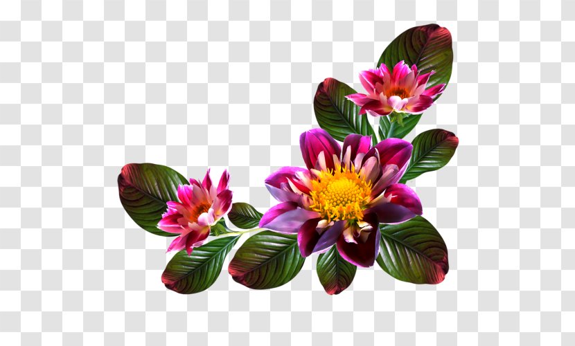 Image Computer File Clip Art Flower - Garden Roses Transparent PNG