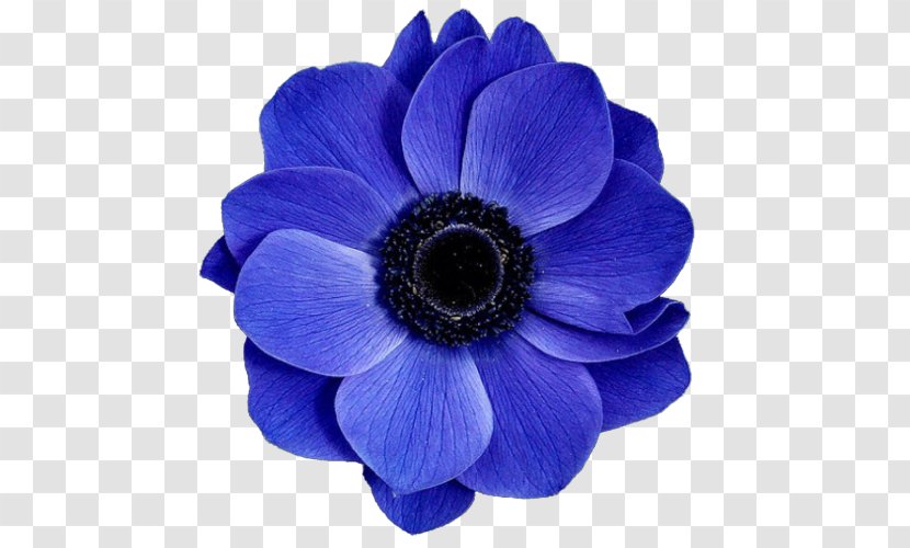 Blue Flower Rose Transparent PNG