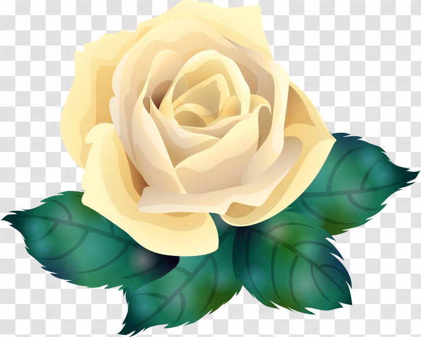 Garden Roses Centifolia Flower Clip Art - Floristry Transparent PNG