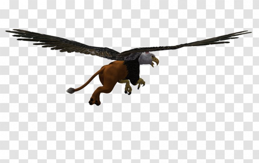 Vulture Velociraptor Eagle Beak Feather Transparent PNG