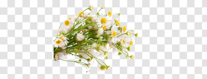 Common Daisy Flower Bouquet Royalty-free Transparent PNG