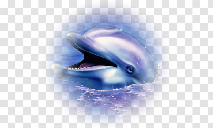 Common Bottlenose Dolphin Animal Drawing Clip Art - Tucuxi Transparent PNG