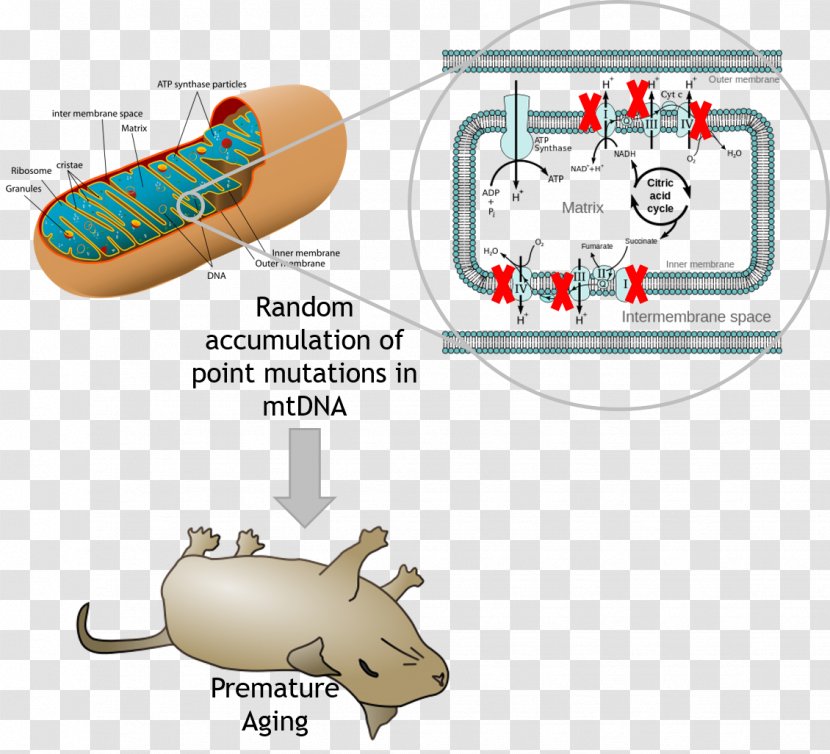 Mutation Mitochondrial DNA Mitochondrion Phenotype Ageing - Cartoon - Frame Transparent PNG