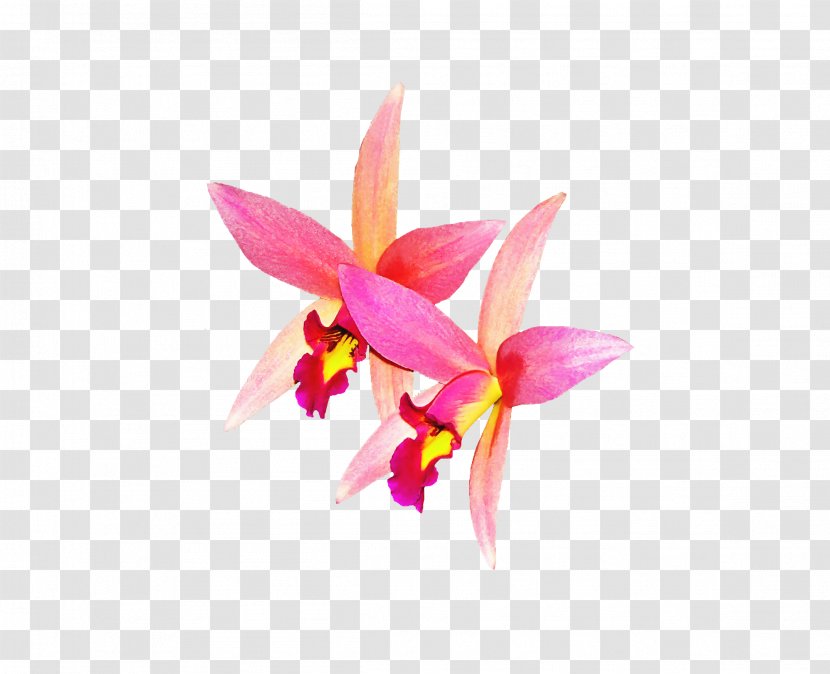 Orchids Flower - Flora - Orchid Transparent PNG