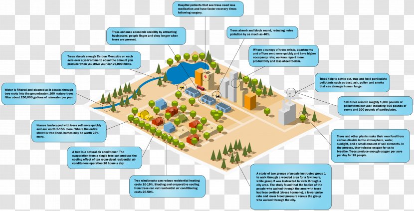 Ostvig Tree Care Diagram Design - Urban Planning - Arbornist Infographic Transparent PNG