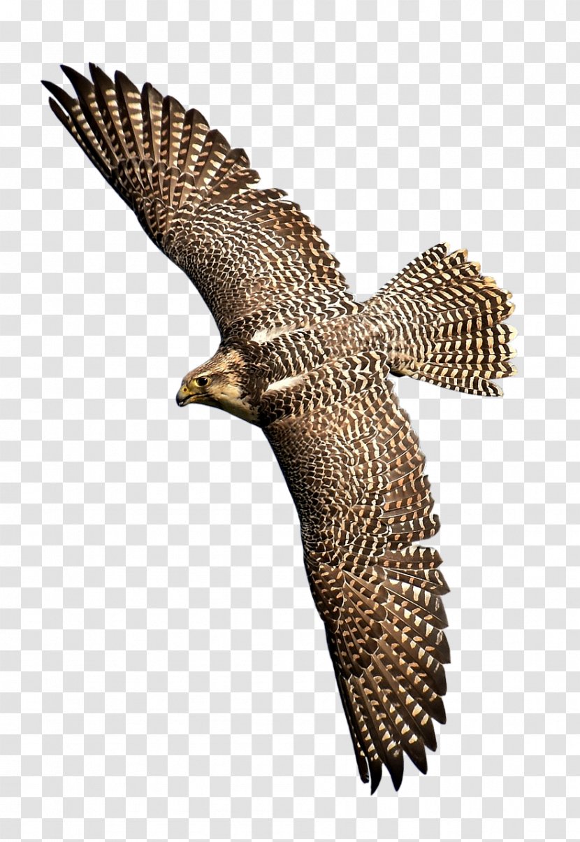 Hawk Bird Of Prey Eagle Falcon - Accipitriformes Transparent PNG
