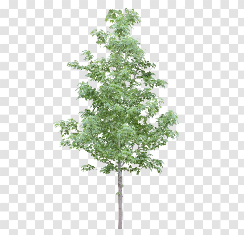 Tree Adobe Photoshop Elements Black Locust - Photoscape - Sprinkles Transparent PNG