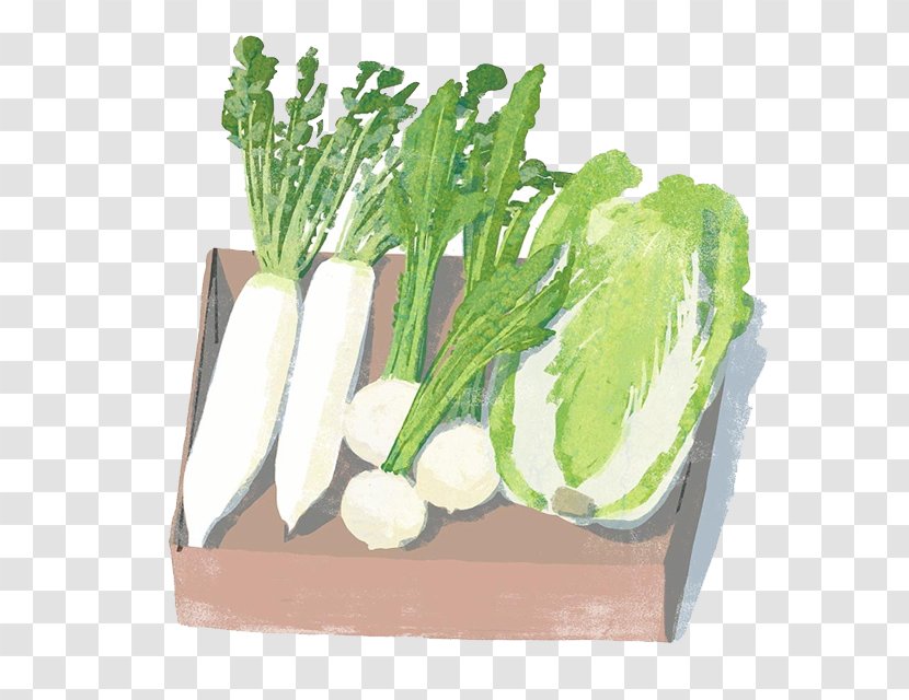 Daikon Vegetable Napa Cabbage Chinese Illustration - Watercolor Painting - Cartoon Painted Radish Transparent PNG