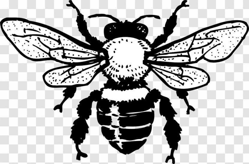 European Dark Bee Black And White Line Art Clip - Insect - Honey Image Transparent PNG