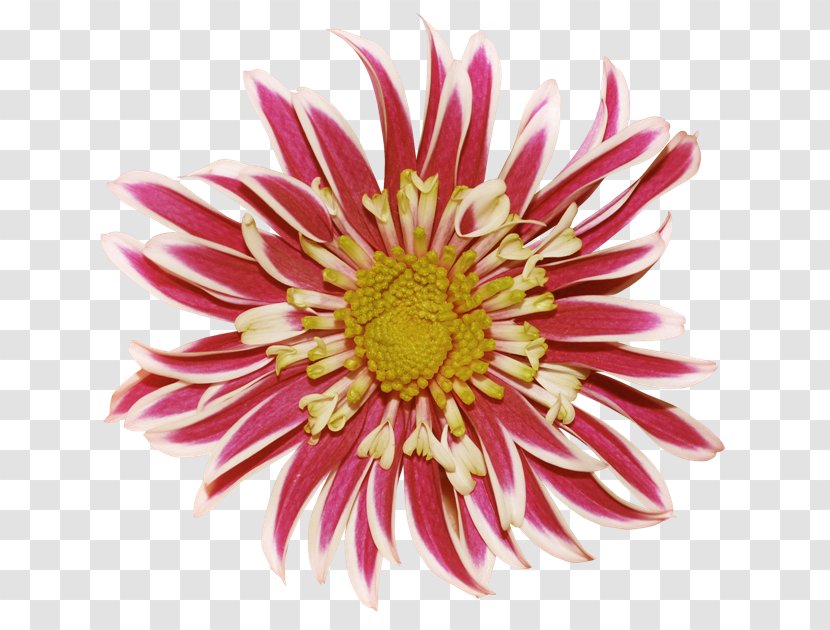 Chrysanthemum Dahlia Flower Clip Art - Flowering Plant Transparent PNG