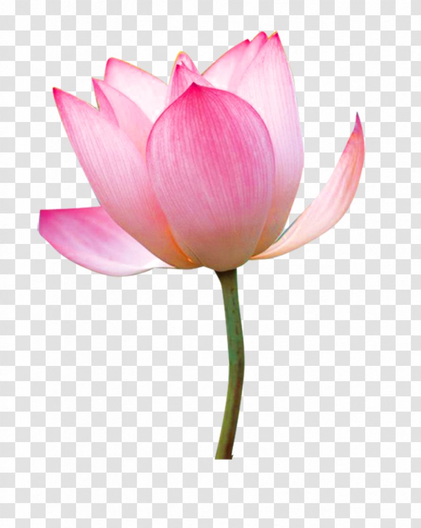Nelumbo Nucifera Tea Paper Flower - Sacred Lotus Transparent PNG