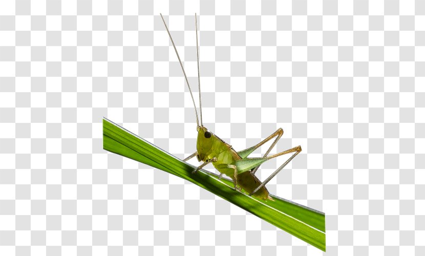 Grasshopper Caelifera Locust - Cricket Transparent PNG