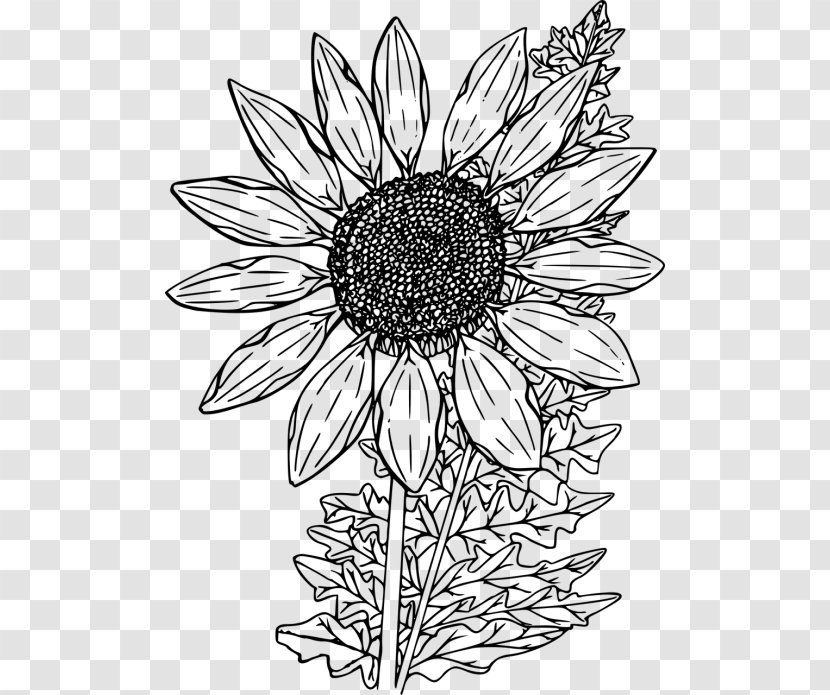 Drawing Of Family - Flower - Gazania Daisy Transparent PNG