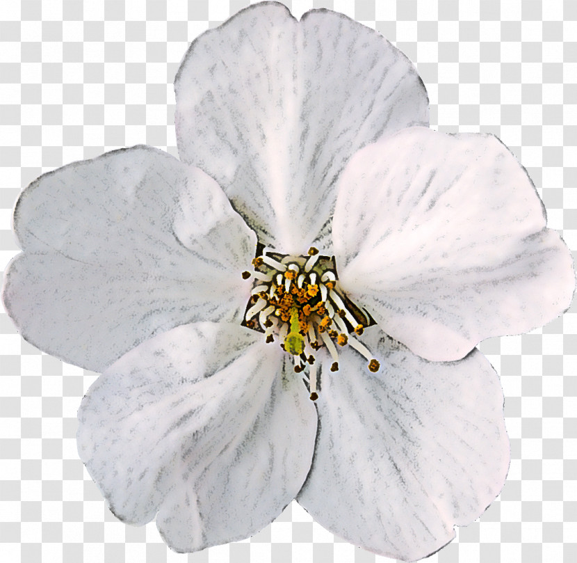White Flower Petal Plant Cinquefoil Transparent PNG