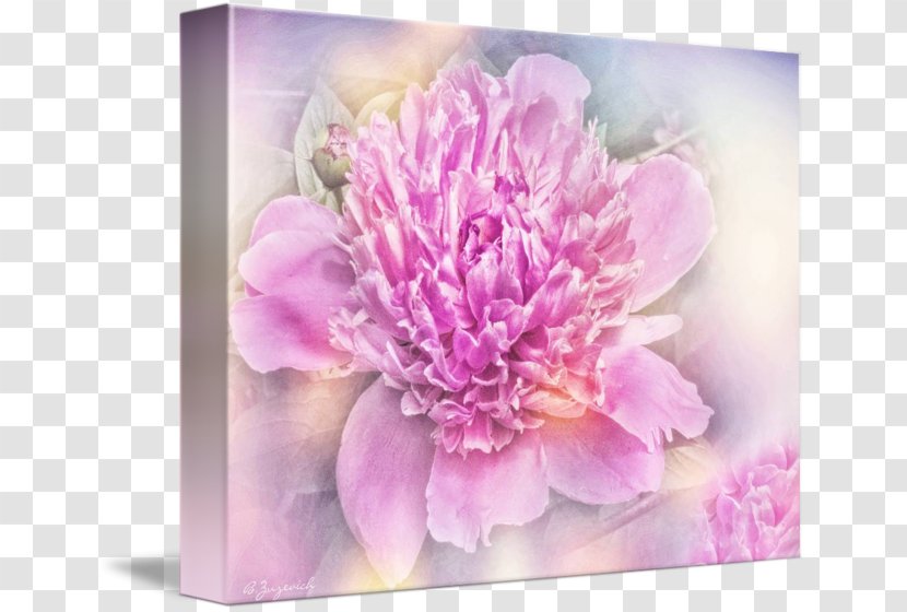 Peony Floral Design Cut Flowers Chrysanthemum - Chrysanths - Creative Transparent PNG