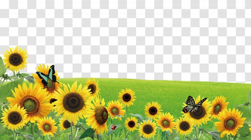 Poster - Annual Plant - Sunflower Butterfly On The Grass Transparent PNG