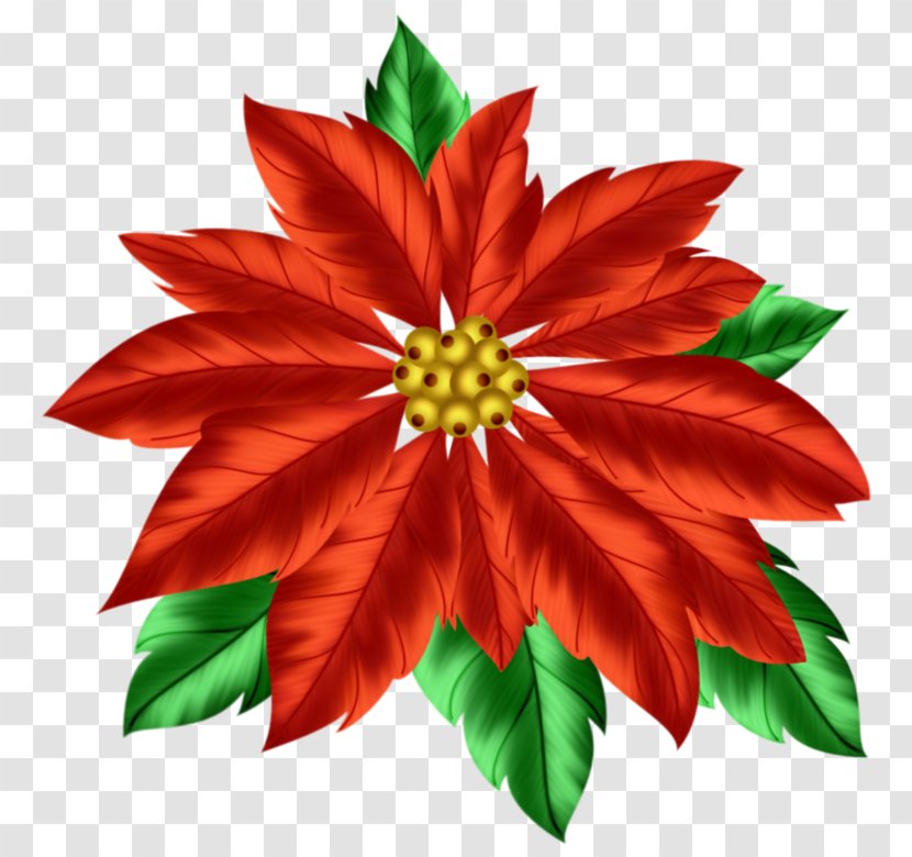Clip Art Christmas Poinsettia Day - Decoration - Nochebuena Vector Transparent PNG