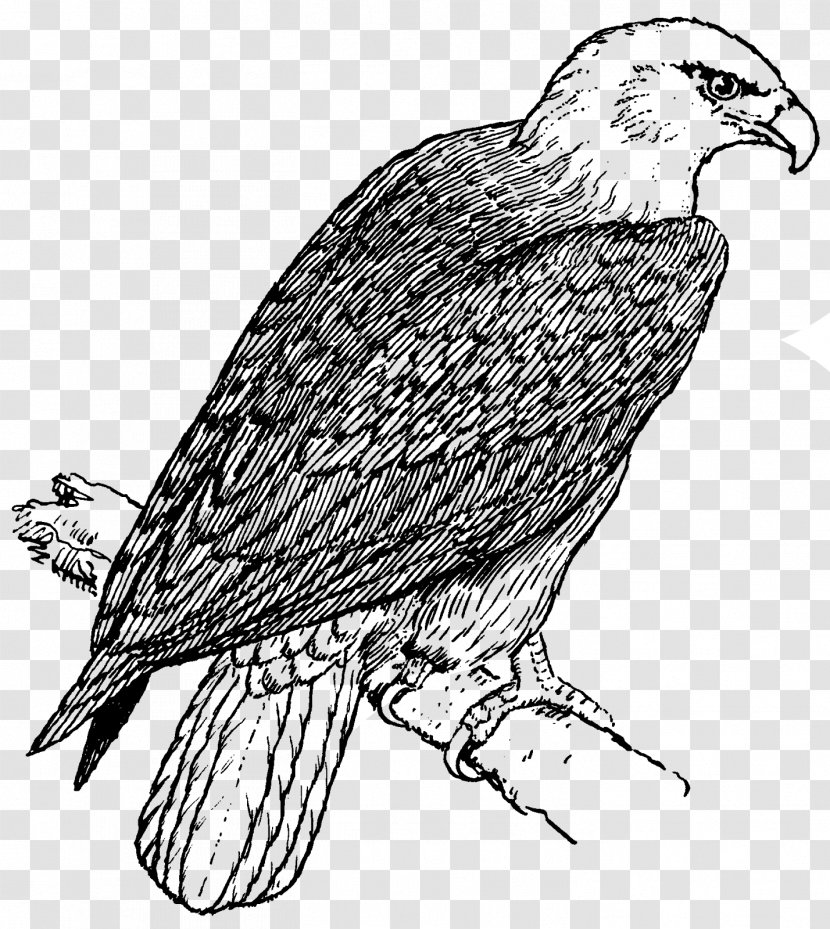Bald Eagle Coloring Book Child Golden - Species Transparent PNG