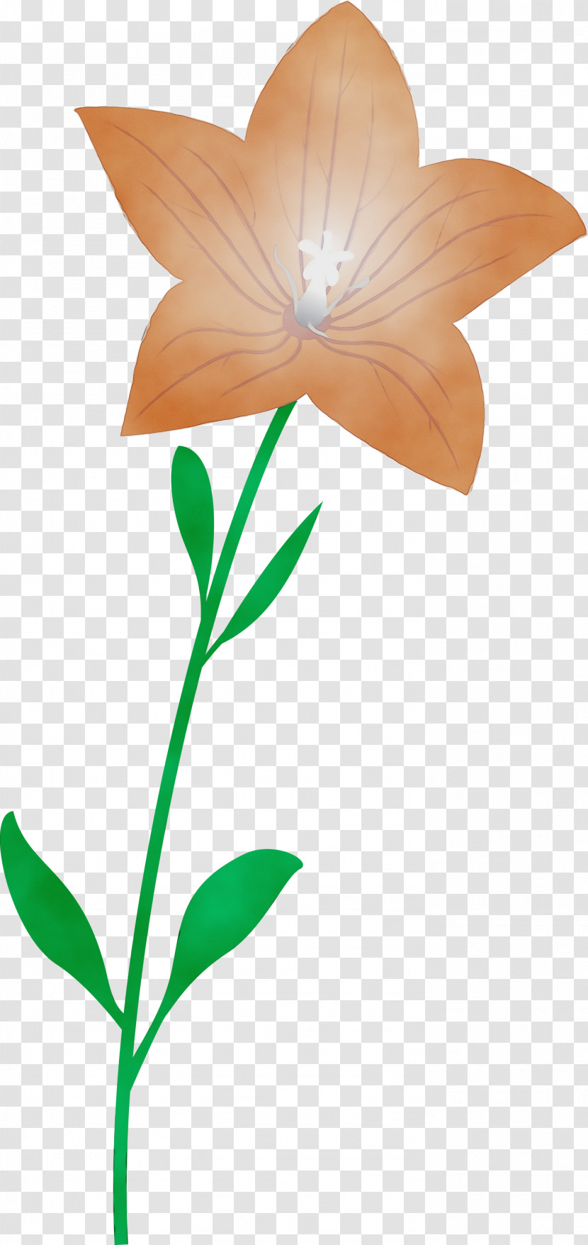 Plant Stem Flower Leaf Petal Flora Transparent PNG