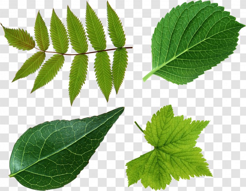 Leaf Green Look At Leaves Clip Art Transparent PNG