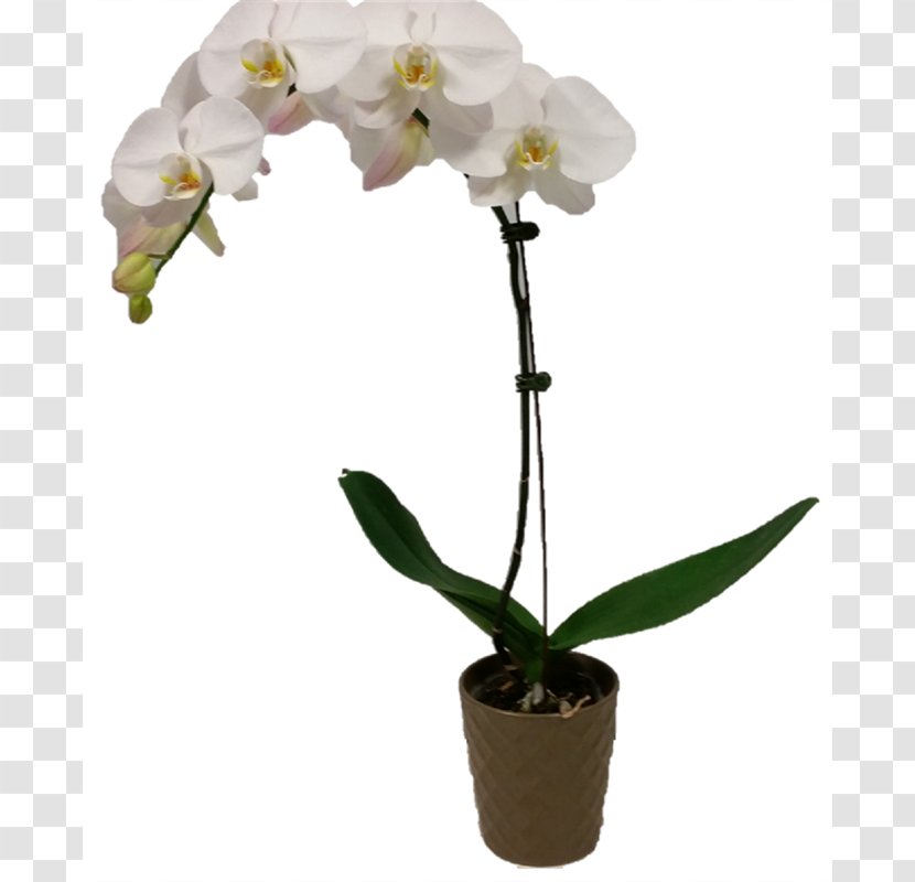 Moth Orchids Cattleya Dendrobium Flowerpot Cut Flowers - Houseplant - Porcelain Pots Transparent PNG