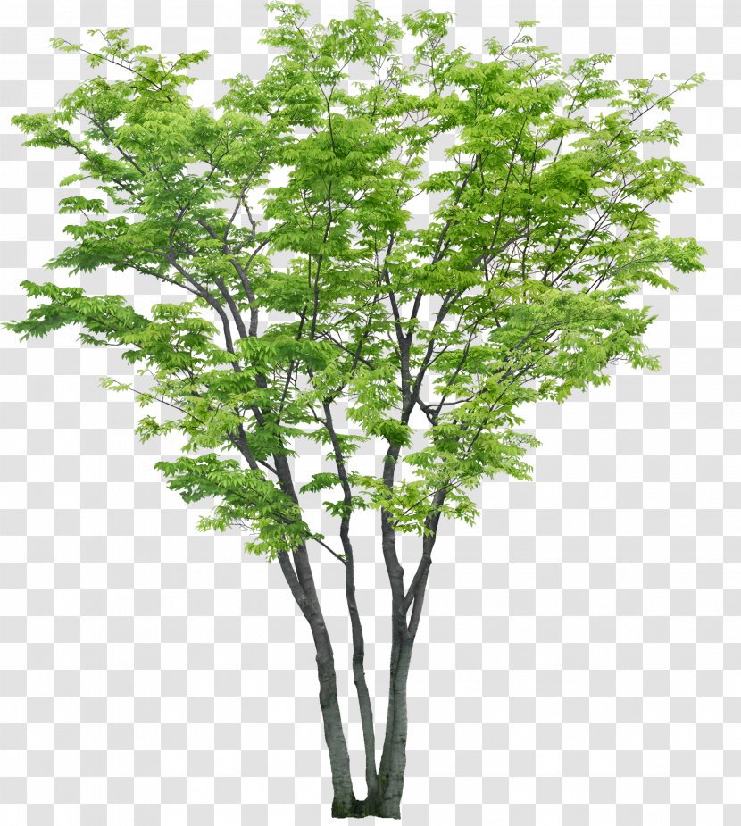 Tree Rendering - Shrub - Bushes Transparent PNG