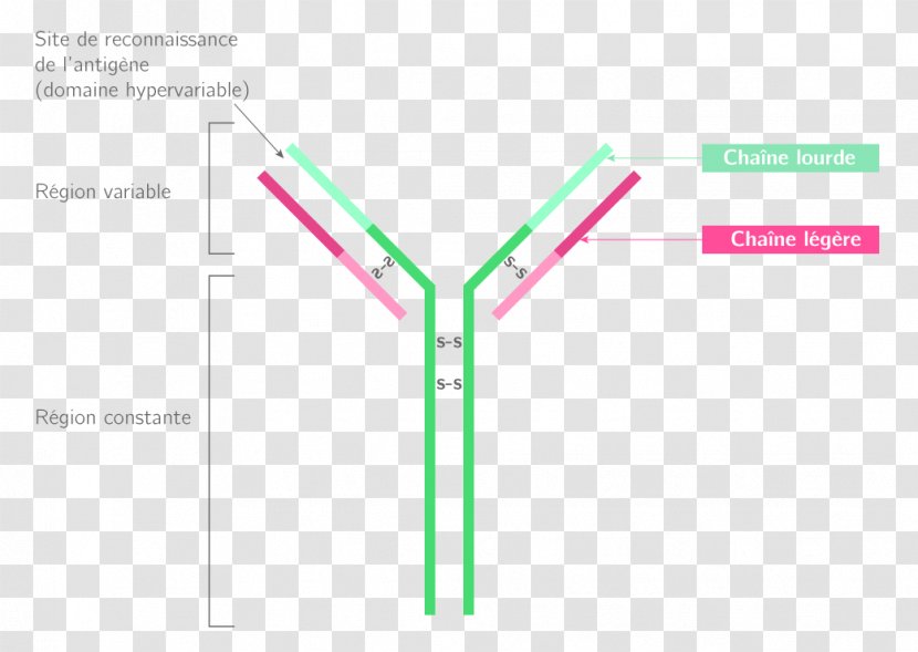 Pathogen Immune System Microorganism Pattern Recognition Receptor Antibody - Diagram - Reconnaissance Transparent PNG