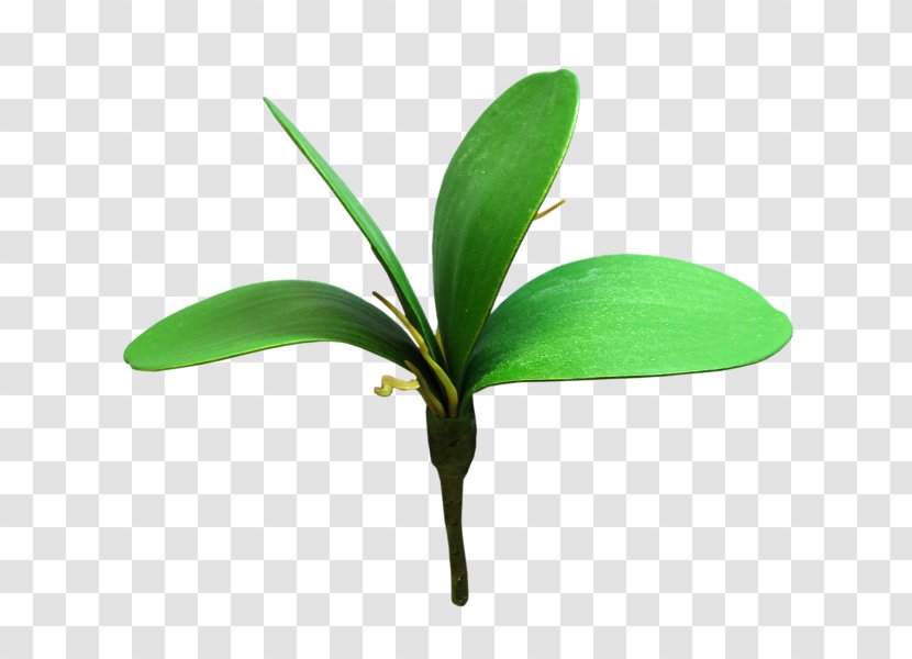 Leaf Plant Stem Artificial Flower Orchids - Shrub Transparent PNG