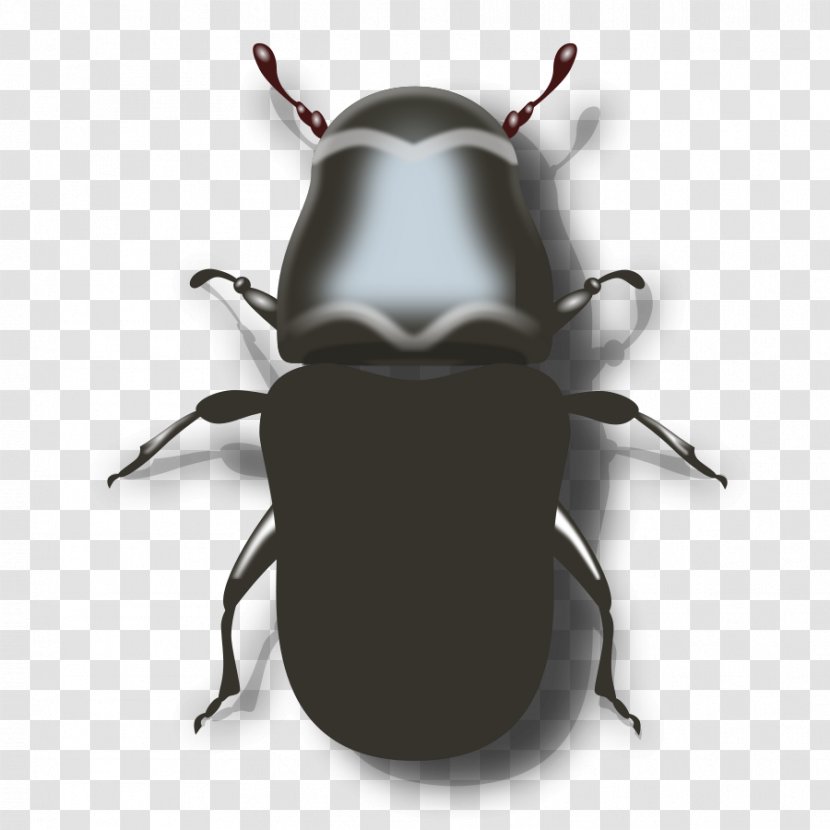 Mountain Pine Beetle Ladybird Clip Art - Pest - Cliparts Transparent PNG