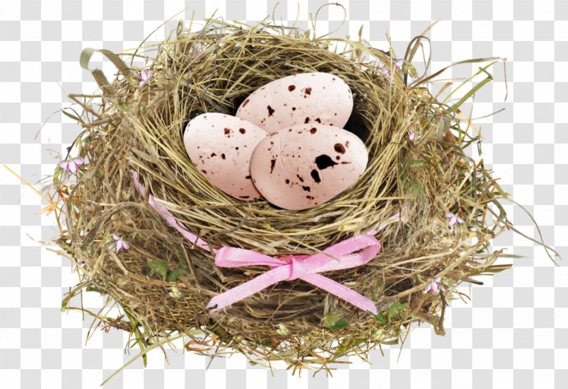 Bird Nest Egg - Twig Transparent PNG