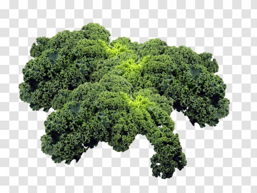 Kale Leaf Vegetable Broccoli - Root Vegetables - Photograph Transparent PNG